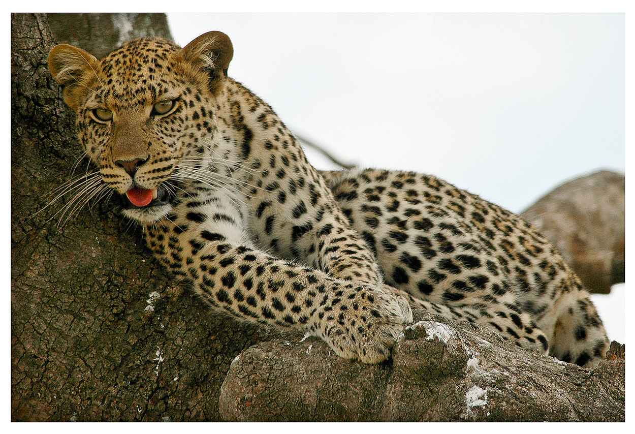Serengeti leopard (Pour Claire, Ã§Ã  c'est du lÃ©opard !!)