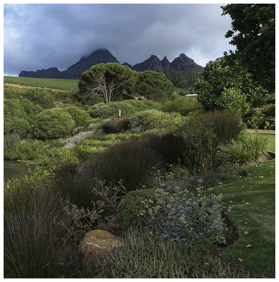 Vineyards of South Africa